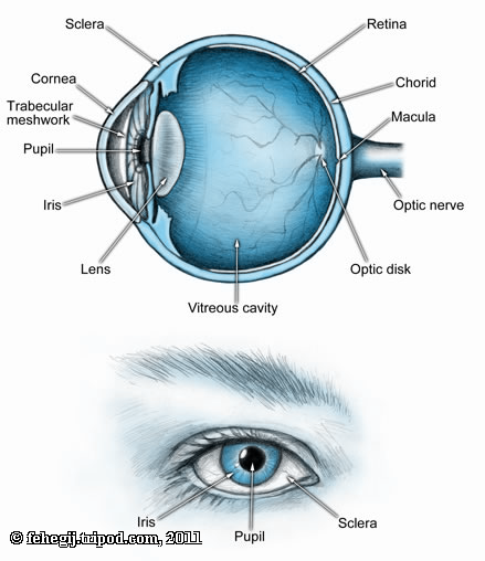 vascular ocular migraine